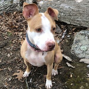 Meet your Posher, Angelo